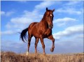 am131D Tier Pferd
